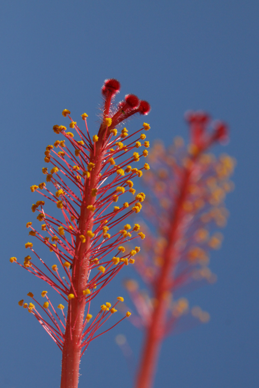 hibiscus